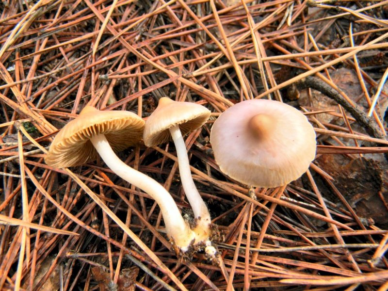 Inocybe da determinare